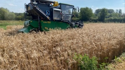 Three precision-bred cereal varieties are being tested. Credit: PROBITY