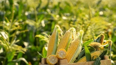 Maize was listed as one of the crops capable of growing in dry conditions. Credit: Getty / ozgurdonmaz