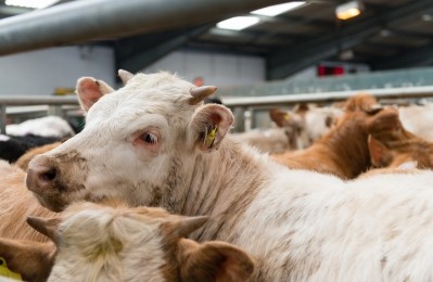 Changes in regulations for abattoirs risk furthering the decline of the UK’s small abattoirs sector. Image: Getty