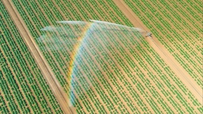 The banned pesticide was authorised for emergency use on sugar beet crops in East Anglia. Credit: Getty / Justin Paget