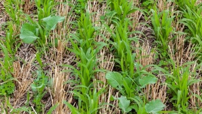 AHDB’s 'Cover Crop Champions' will provide independent feedback on practical trials. Credit: Getty/mvburling