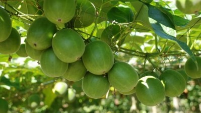 The UK FSA approves Monk fruit decoctions as non-novel food. Credit: Monk Fruit Corp