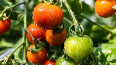 Heavy metals in tomatoes and salad crops: a new food safety concern? Credit: Getty/Susumu Yoshioka