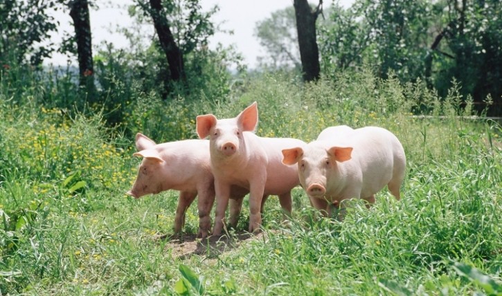 Footage from Animal Equality UK reportedly revealed instances of animal abuse at Cross Farm in Devon, a supplier to Tesco. Image: Getty