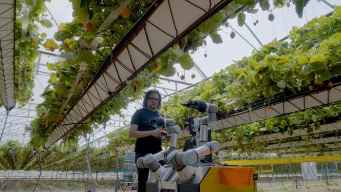  Wilkin & Sons has partnered with the University of Essex to trial a strawberry picking robot. Image credit: University of Essex