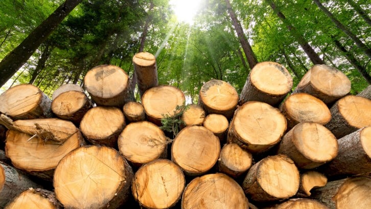 Do you understand the requirements of EU's Deforestation Regulation? Credit: Getty/catalby