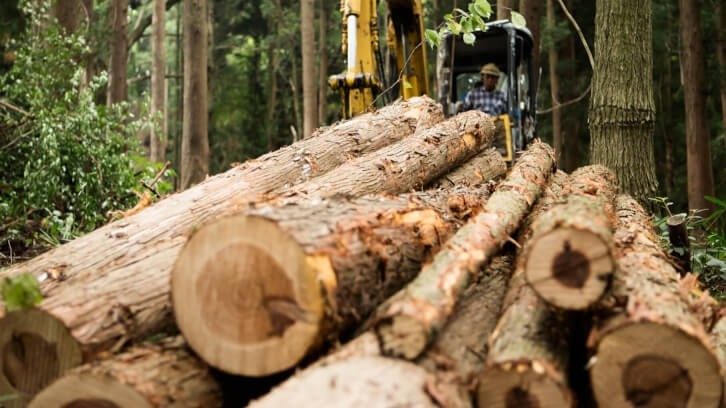 New deforestation rules set to impact global commodity supply chains. Credit: Getty/aiyou Nomachi