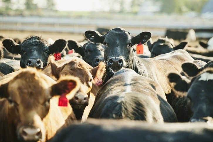 Russ Thomas. HCC: 'By working with a group of 50 farmers, the work will generate information and results to inform the wider industry across Wales.' Image: Getty, Thomas Bardwick