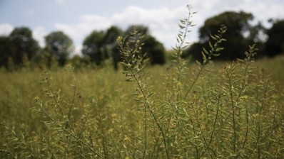 Colman’s mustard may have to resort to overseas supplies if UK crops fail