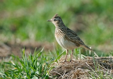 Skylarks were just one of the birds discovered on SBF GB&I's recordings. Image: Getty, Andyworks