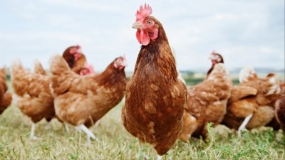 The Humane League has alleged that supermarkets in the UK are selling selectively bred chickens. Credit: Getty / Anthony Lee