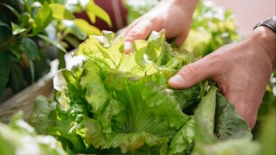 The researchers observed a vertical lettuce farm in the UK. Credit: Getty / Arno Images