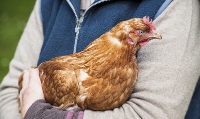 FeedFlow utilises AI and insect protein to explore more sustainable poultry production. Image: Getty