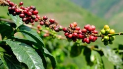 Uganda's coffee exports saw a a 35% increase in value from last financial year. Credit: Getty/Josh Poyser