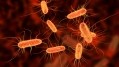 Food likely to be cause for rising E.Coli cases in UK. Credit: Getty/Dr_Microbe