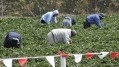 The Migration Advisory Committee has laid out five recommendations for the Seasonal Workers Scheme. Image: Getty, Pixeldigits