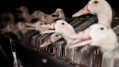 Geese and ducks are force fed during the production of foie gras. Credit: Animal Equality