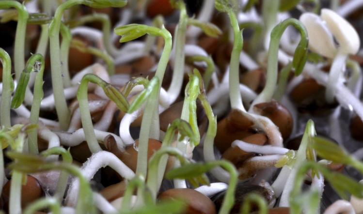 Sprouted Grains Research Taps Into Nutrition 